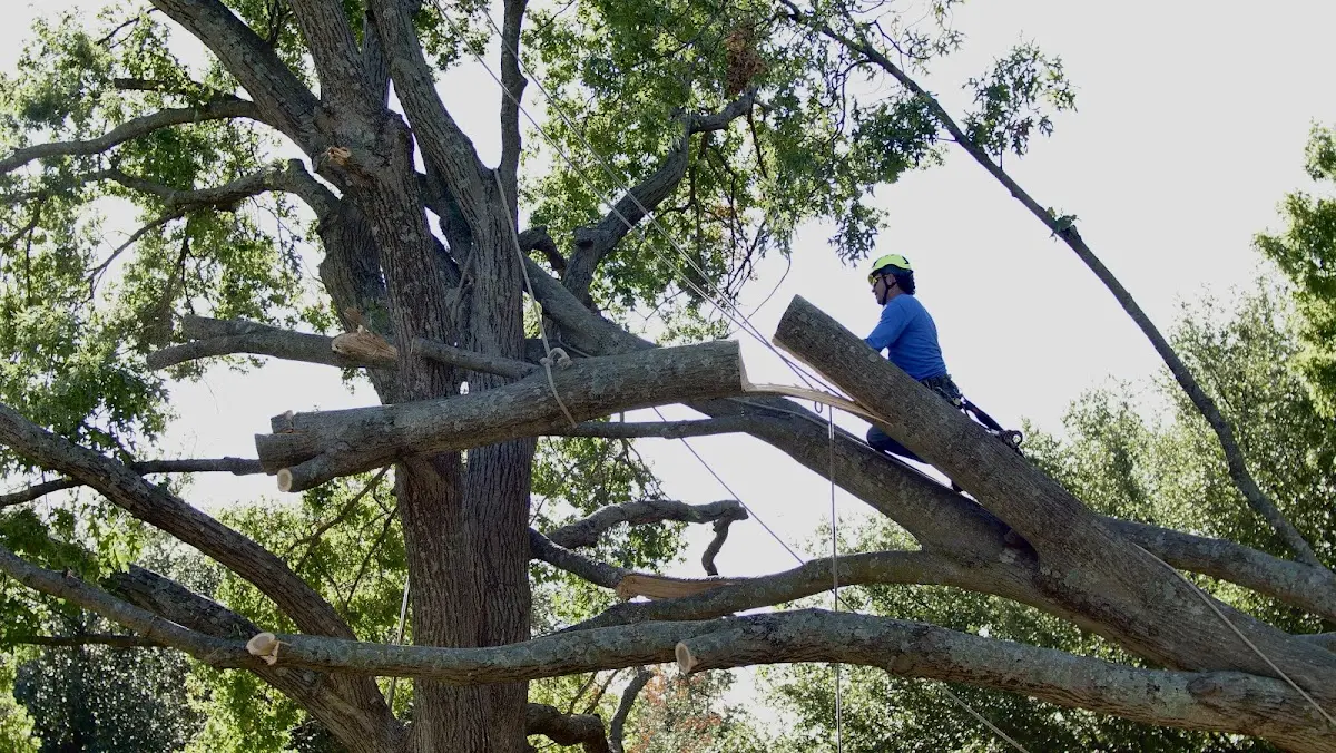 Professional Hazardous Tree Removal performed by certified arborists in Ash