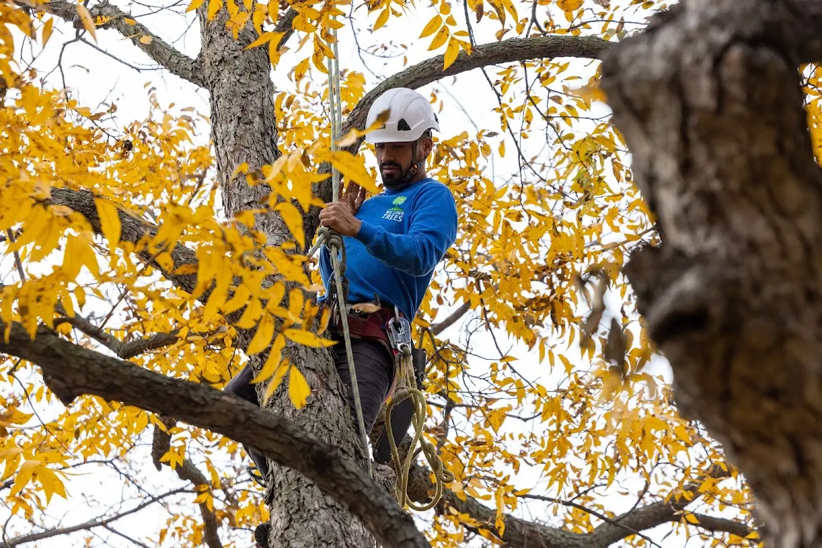 Skilled Tree Planing crew working in Ash